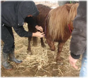horse rescue