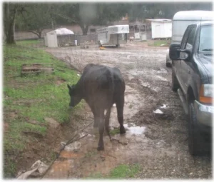 horse rescue