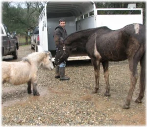 horse rescue
