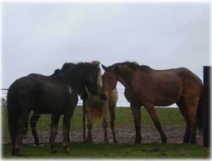 horse rescue
