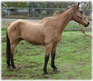 horse rescue
