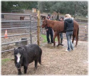 horse rescue