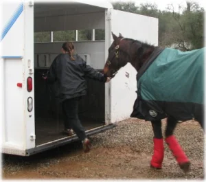 horse rescue