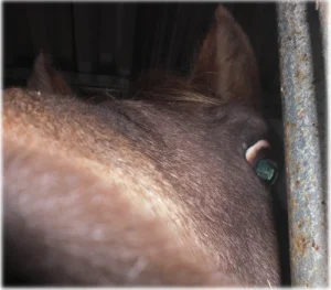 horse rescue