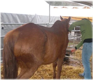 horse rescue