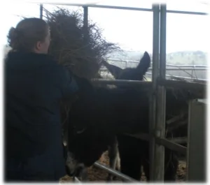 horse rescue