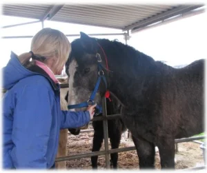 horse rescue