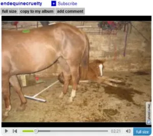 horse rescue