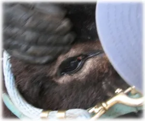 horse rescue