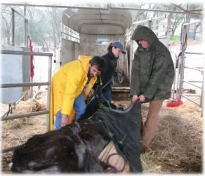 horse rescue