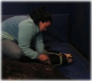 horse rescue