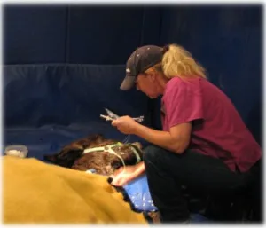 horse rescue