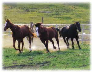 horse rescue