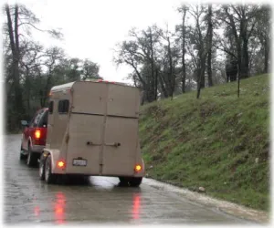horse rescue