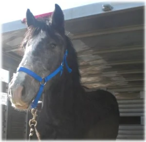 horse rescue