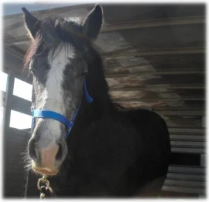 horse rescue