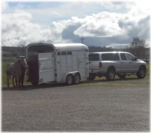 horse rescue
