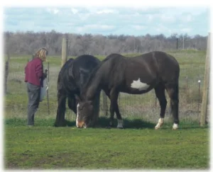horse rescue