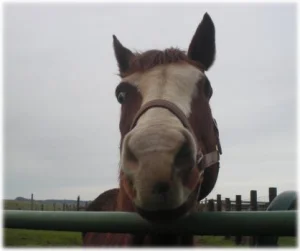horse rescue