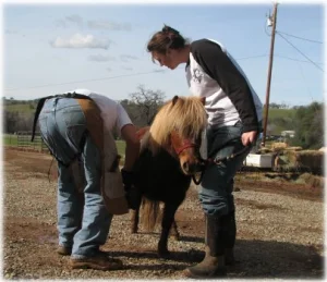 horse rescue