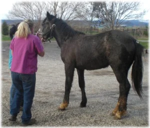 horse rescue