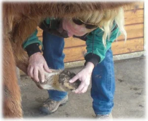 horse rescue