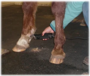 horse rescue