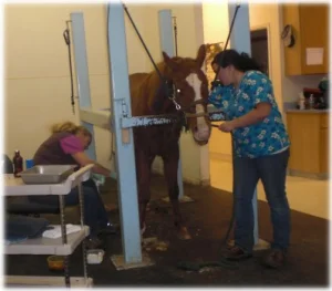 horse rescue