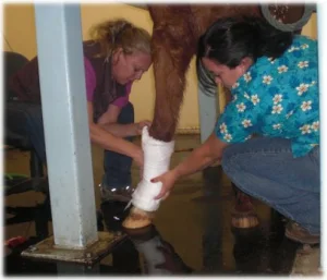 horse rescue
