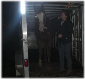 horse rescue