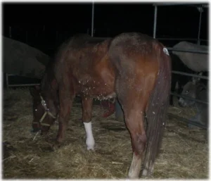 horse rescue