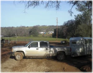 horse rescue
