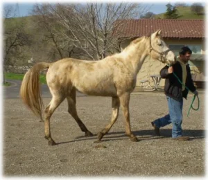 horse rescue