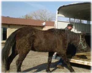 horse rescue