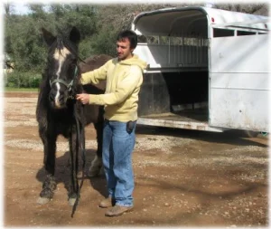 horse rescue