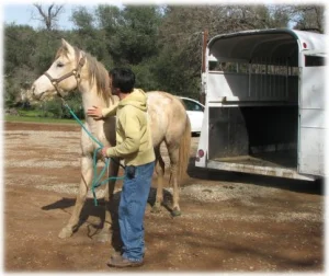 horse rescue