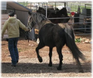 horse rescue