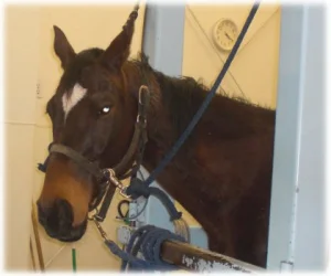 horse rescue