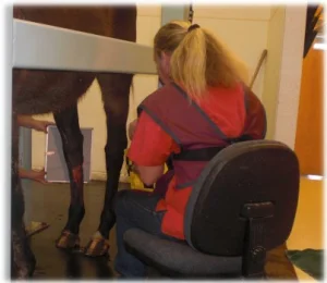 horse rescue