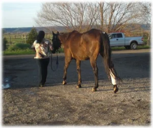 horse rescue