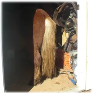 horse rescue