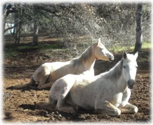 horse rescue