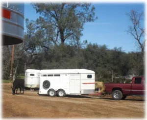 horse rescue