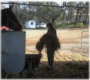 horse rescue