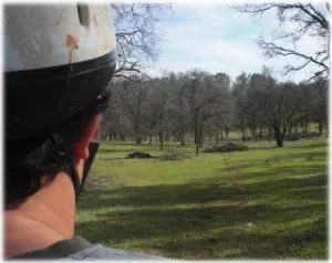horse rescue