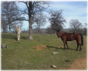 horse rescue