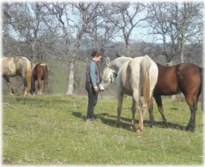 horse rescue