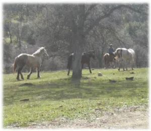 horse rescue