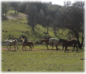horse rescue