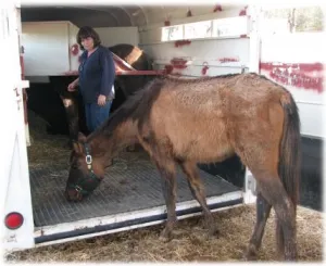 horse rescue